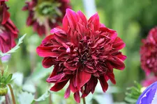Dahlie0215.webp