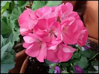 c002.webp