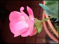 c003.webp