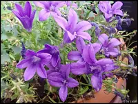 c005.webp
