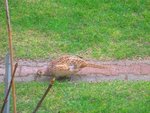 IMG_1641.JPG