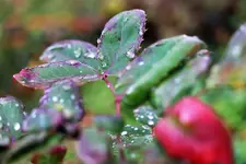image009.webp