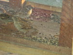 IMG_1547.JPG