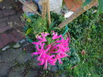 DSC00710.JPG