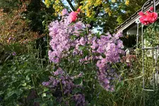 Herbstaster1319.webp