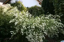 Herbstaster  0619.webp