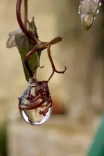 Tropfen_0005A.JPG