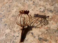 DSCN6656.webp