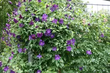Cl.vit.Viola0918.webp