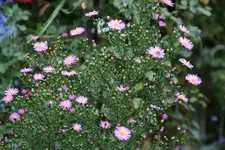 Herbstaster0115.JPG