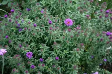 Herbstaster0215.webp