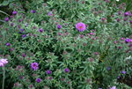 Herbstaster0215.JPG