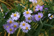 Herbstaster0315.webp