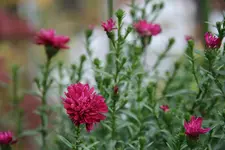 Herbstaster0415.webp