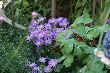 Herbstaster0418.webp