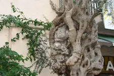 Valdemossa0918.webp
