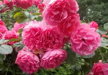 H-GRosen.webp