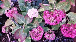 DSC_1409 (2).webp