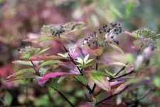 image001.webp