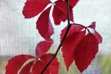 image004.webp