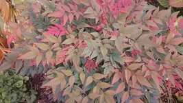 DSC_1410 (2).webp