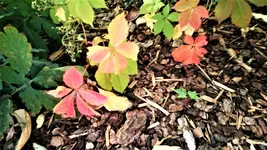 DSC_1415 (2).webp