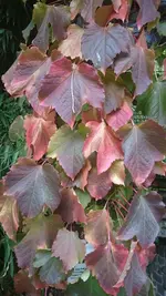 DSC_1308 (3).webp