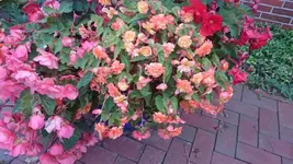 DSC_0995 (6).JPG