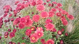 DSC_1448 (2).webp