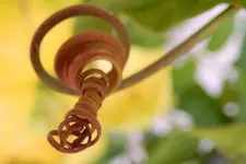DSCN6263.webp