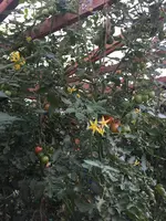 IMG_3555.JPG