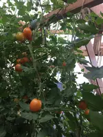 IMG_3560.JPG