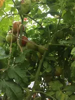 IMG_3561.JPG