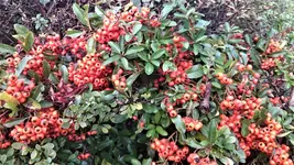 DSC_1423 (2).webp