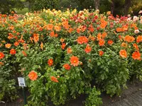 DSCF3108.JPG