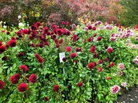 DSCF3110 (2).webp