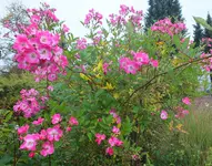 DSCF3193 (2).JPG