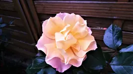 DSC_1405 (2).webp