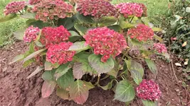 DSC_1433 (2).webp