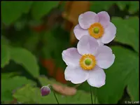 c011.webp
