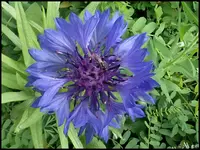 c012.webp