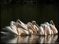c015.webp