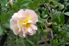 IMGP4179.JPG