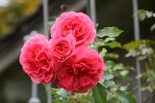 Oktober  1319.webp