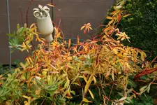 Oktober  1419.webp