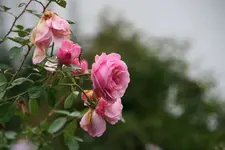 Oktober  1619.webp