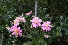 Oktober  1019.webp