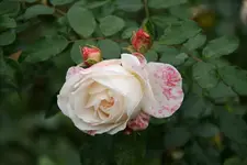 Rose Kosmos0319.webp