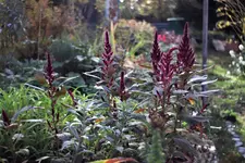image003.jpg
