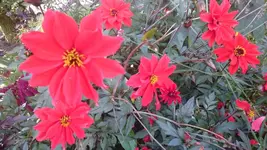 DSC_1037 (2).webp